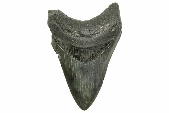 Fossil Megalodon Tooth - South Carolina #368370